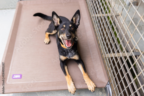 Photos Australian kelpie in kennel