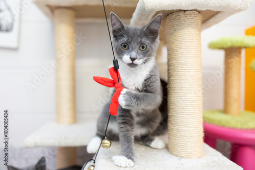 Grey and white kitten playing with wand toy