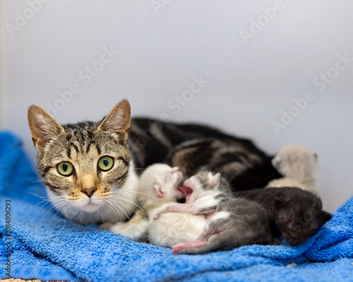 Mother cat with newborn kittens
