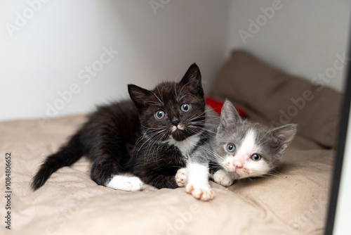 Kittens in animal shelter