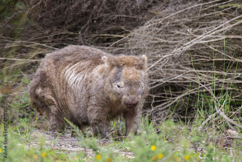 Quadro em tela Wombat with mange