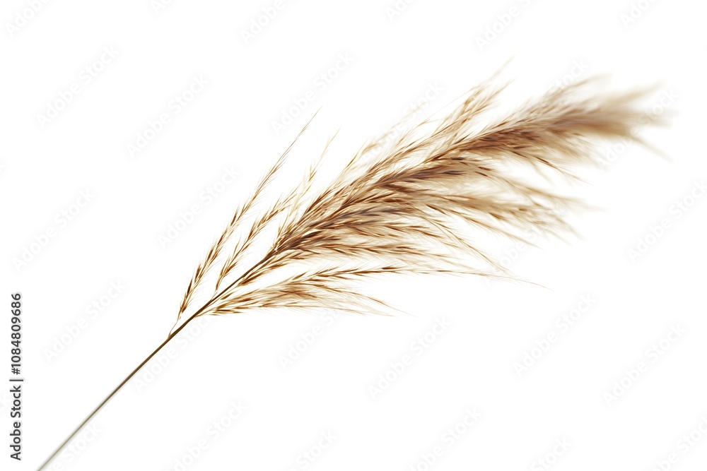Fescue Seed isolated on white background, close up Fescue Seed isolated on white background, close up
