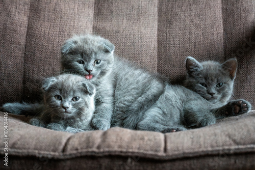 A portrait of three cutest fluffy grey kittens sitting on the sofa and hugging each other with dark brown background