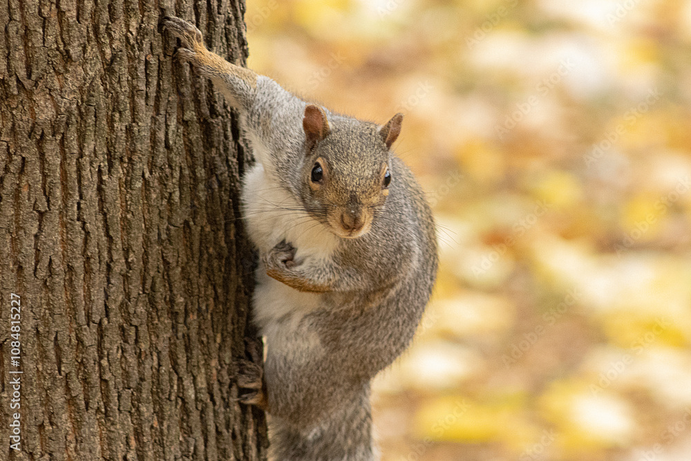 Squirrel posing for the camera Squirrel posing for the camera