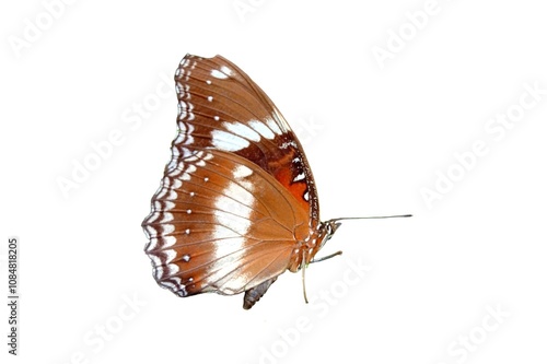 Butterfly With Beautiful Wing Motif photo