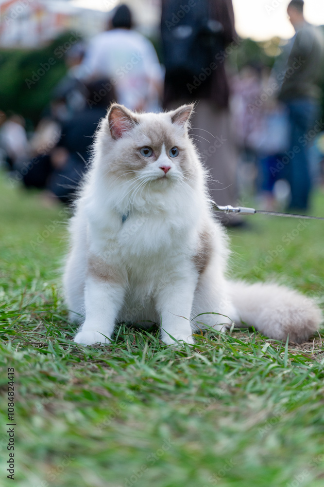 a serene moment of a Ragdoll cat sitting calmly on a lush green field. With its soft, luxurious fur and captivating blue eyes, the cat exudes elegance and tranquility. a serene moment of a Ragdoll cat sitting calmly on a lush green field. With its soft, luxurious fur and captivating blue eyes, the cat exudes elegance and tranquility.