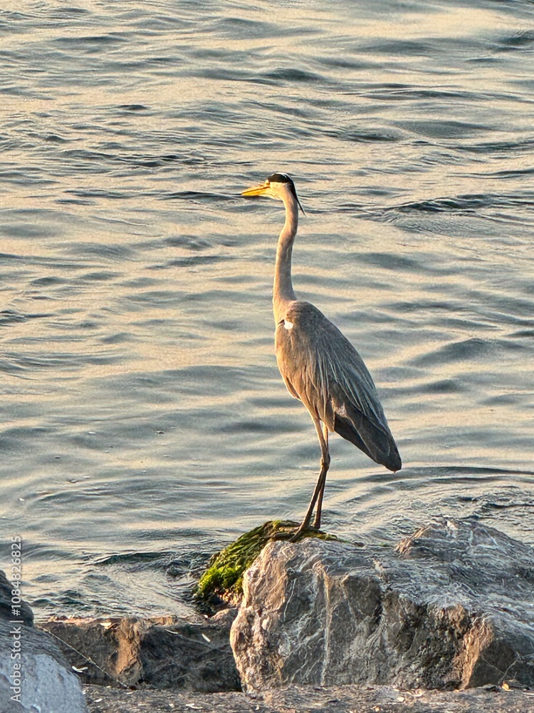 Beautiful and elegant grey heron standing at the shore of Marmara Sea in Istanbul, Turkey