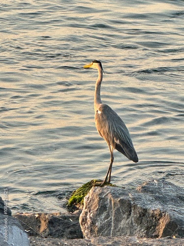 Obraz na płótnie Beautiful and elegant grey heron standing at the shore of Marmara Sea in Istanbul, Turkey w salonie