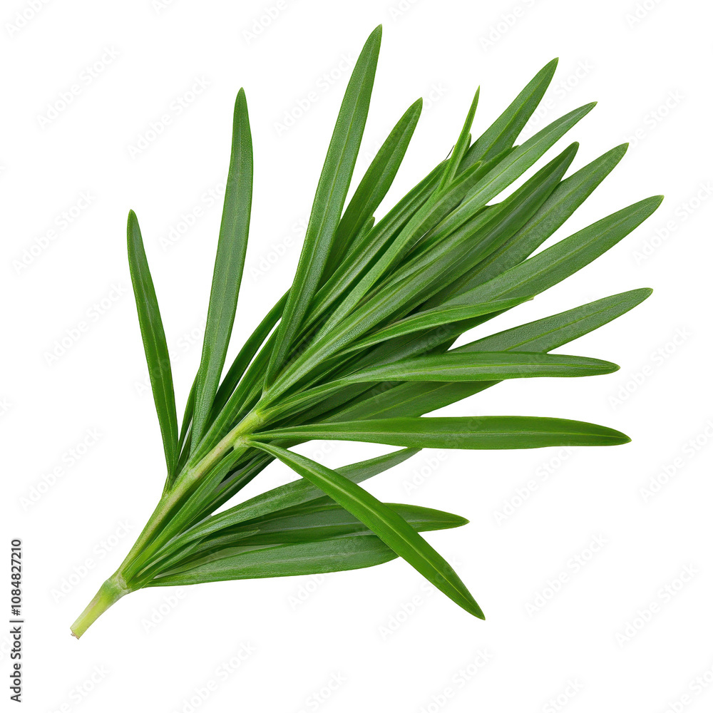 A green leafy plant with a long stem A green leafy plant with a long stem
