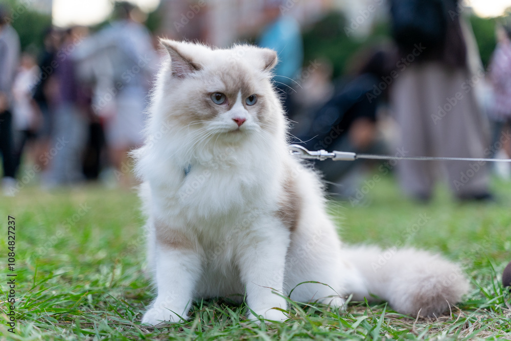 a serene moment of a Ragdoll cat sitting calmly on a lush green field. With its soft, luxurious fur and captivating blue eyes, the cat exudes elegance and tranquility. a serene moment of a Ragdoll cat sitting calmly on a lush green field. With its soft, luxurious fur and captivating blue eyes, the cat exudes elegance and tranquility.