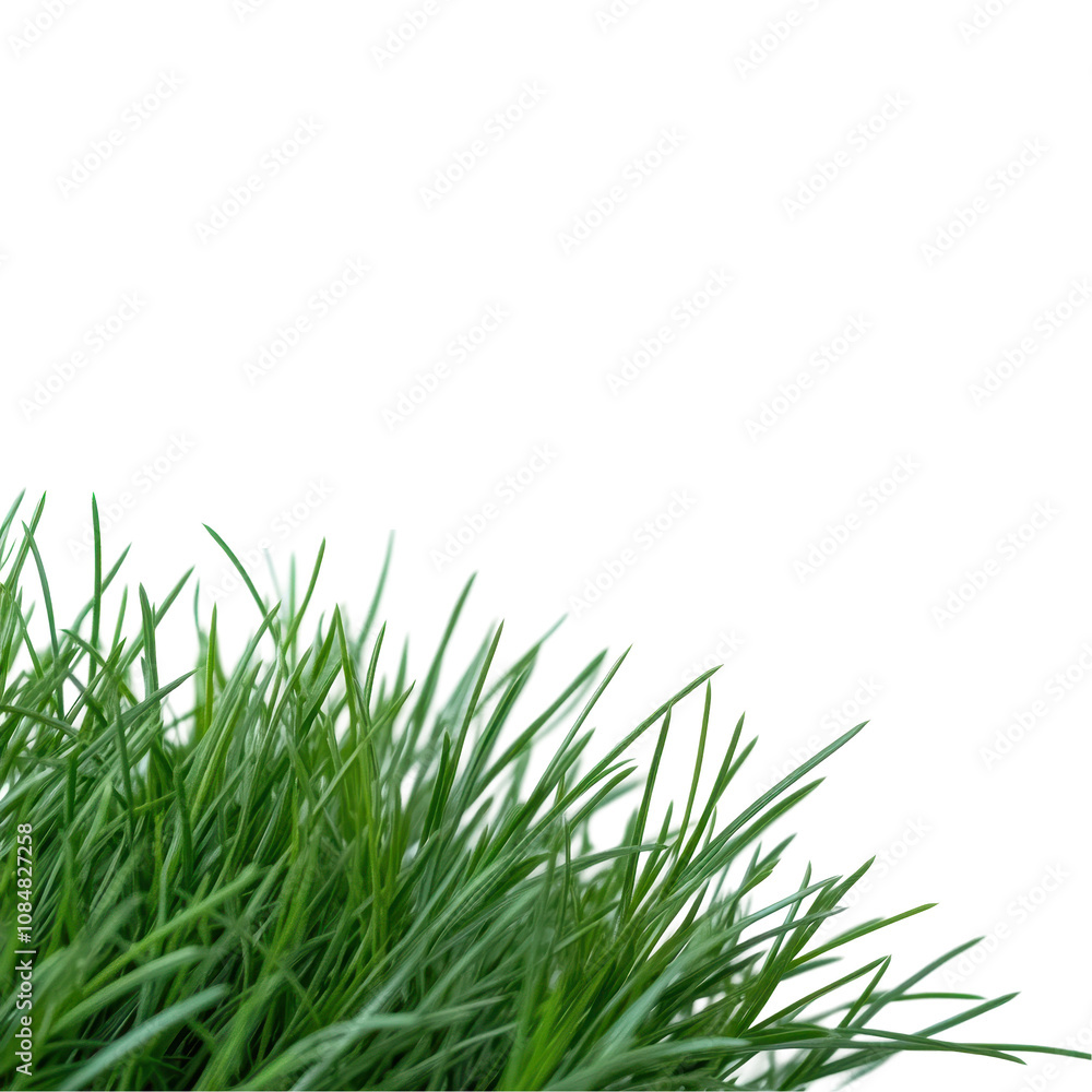 Fototapeta premium A close up of a green grassy area with a white background