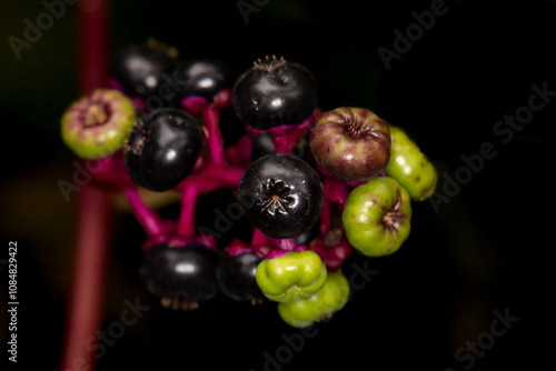 American Pokeweed also known as Pigeon Berry or Inkberry is an ornamental shrub that has toxic berries have been used to as a dye. Phytolacca americana  photo