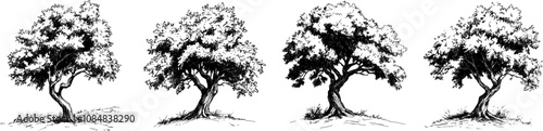 Vector illustration old oak tree, hand-drawn in black ink