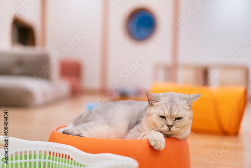 gray fluffy cat sitting resting relaxing to nap sleep on orange bowl bed or box alone and lonely feel at home or cat cafe for cute pet and young animal in thailand