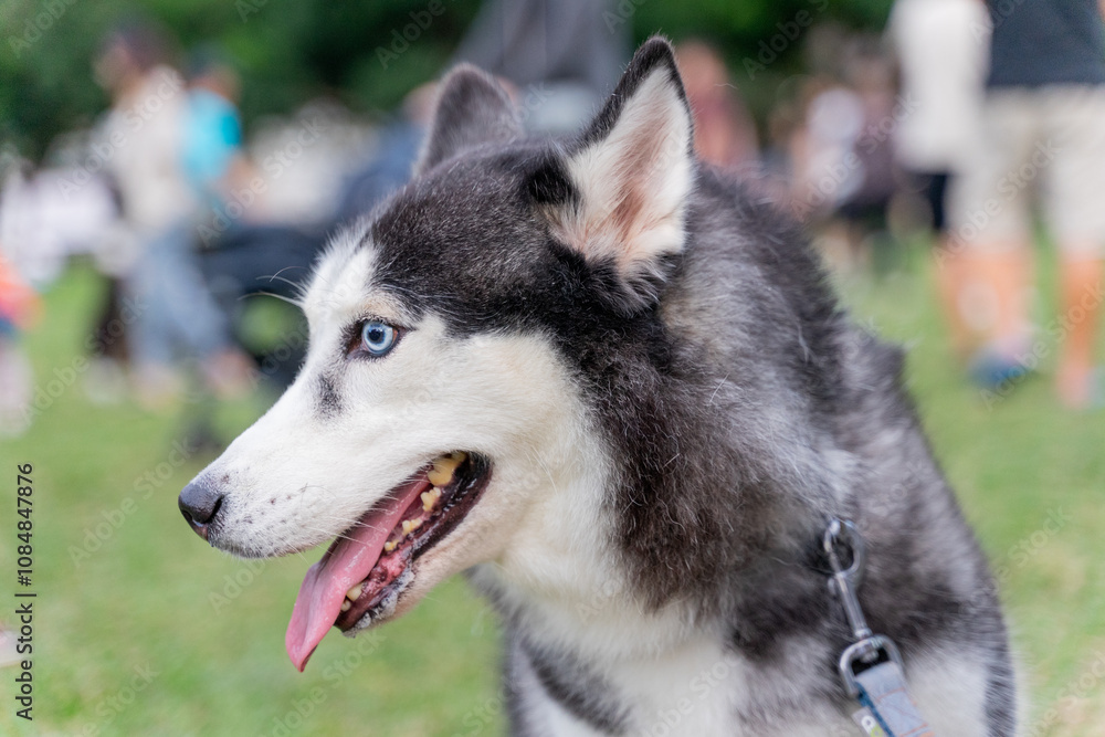 Obraz premium a striking Siberian Husky gracefully walking through a green grassy field. Its wolf-like appearance, with piercing blue eyes and a fluffy double coat, exudes both elegance and strength.
