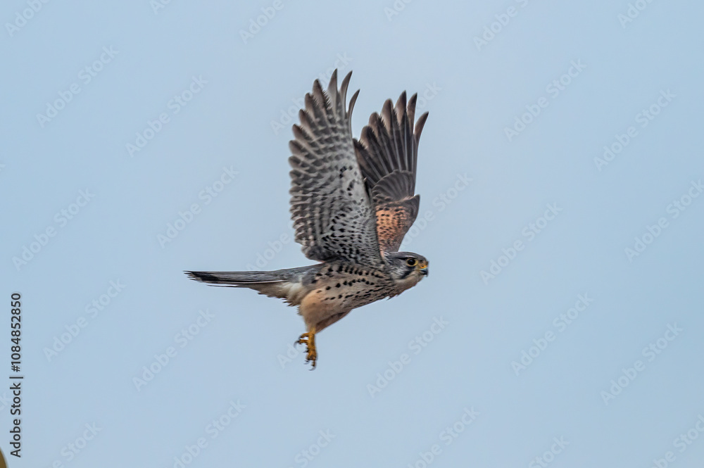Fototapeta premium red tailed hawk in flight