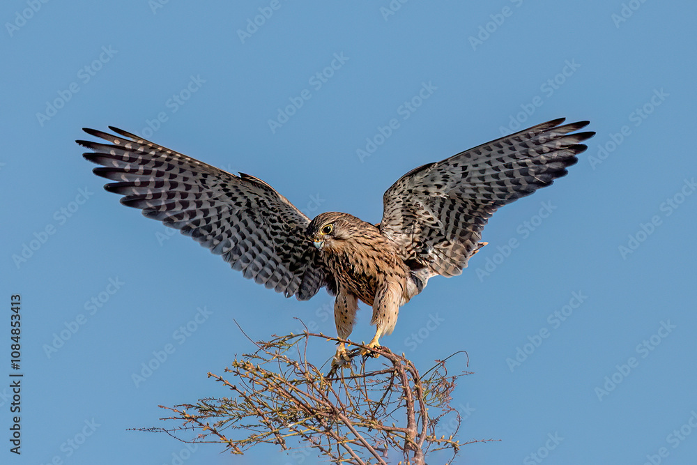 Fototapeta premium red tailed hawk