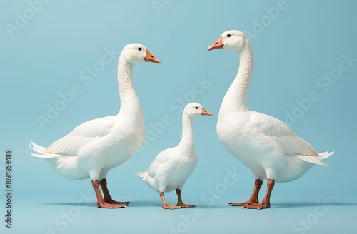 white geese on a soft blue background, in full growth, looking at the camera