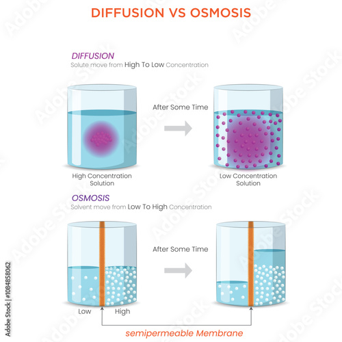 Diffusion vs Osmosis Key Differences in Particle and Water Movement