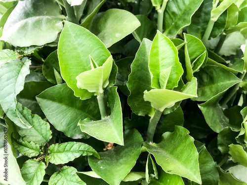 Valokuva A single green plant emerges in a pot within a greenhouse under warm streaming sunlight, symbolizing new beginnings, hope, growth, and nurturing natural life