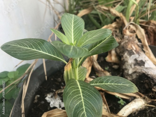 A single green plant emerges in a pot within a greenhouse under warm streaming sunlight, symbolizing new beginnings, hope, growth, and nurturing natural life. photo