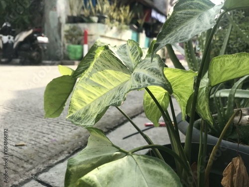 Tableau sur toile A single green plant emerges in a pot within a greenhouse under warm streaming sunlight, symbolizing new beginnings, hope, growth, and nurturing natural life