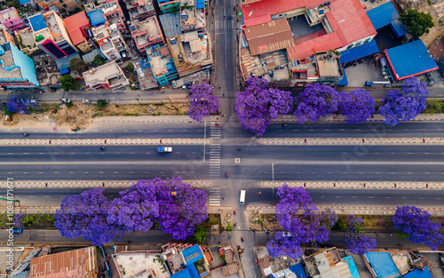 aerial view of the blossom Jacaranda tree in highway Lalitpur, Nepal.  photo