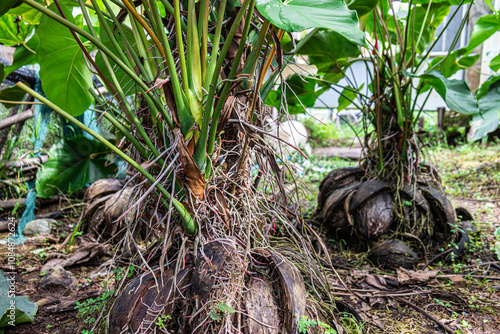 The stem of Anthurium Andraeanum with many roots emerging from the stem, also known as flamingo flower, tailflower, or red anthurium, has large dark green leaves. photo