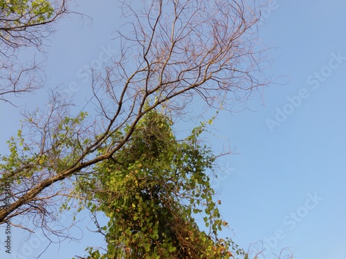 Dried tree trunks in the park photo