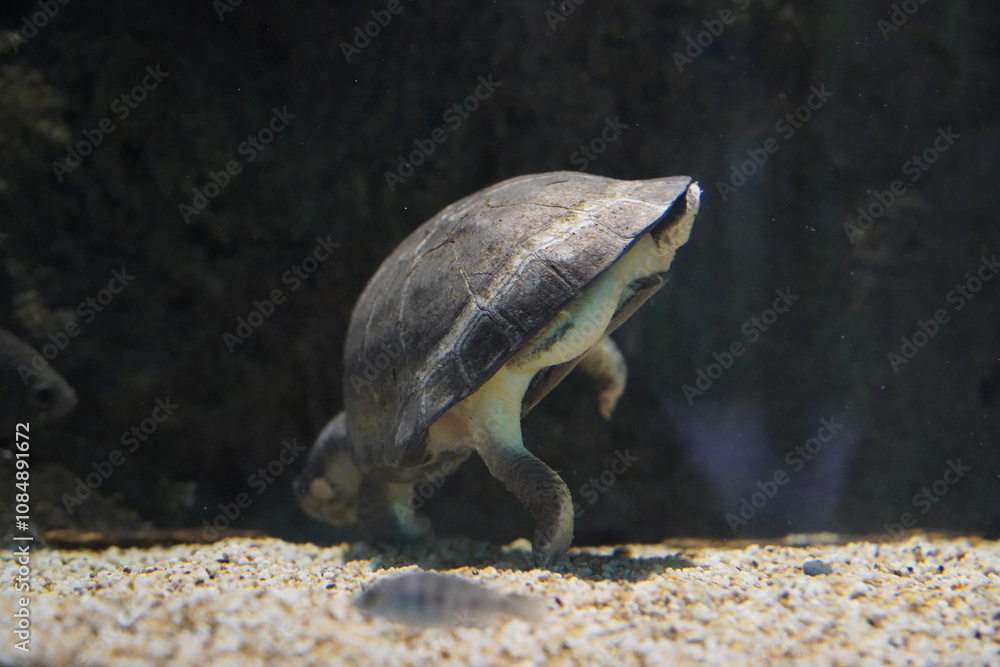 Obraz premium turtle in the river