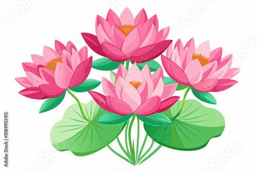 Beautiful pink lotus flowers isolated on white background