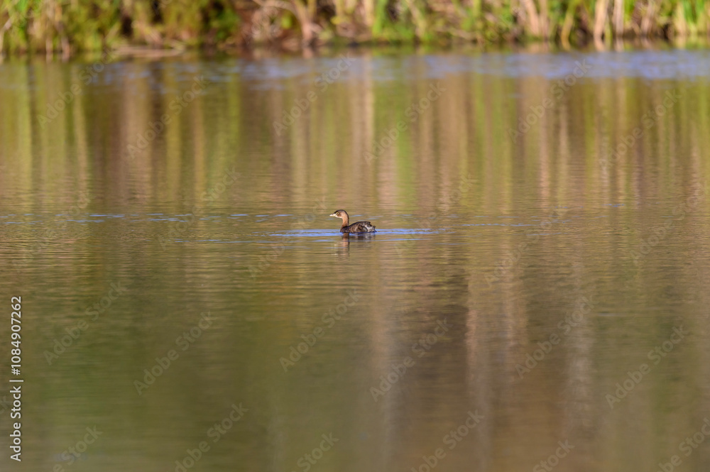 A Pied Bill Grebe at the Muck Wetlands on Marsh Creek, near Wellsboro, Pennsylvania. A Pied Bill Grebe at the Muck Wetlands on Marsh Creek, near Wellsboro, Pennsylvania.