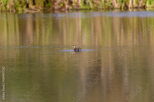 A Pied Bill Grebe at the Muck Wetlands on Marsh Creek, near Wellsboro, Pennsylvania.