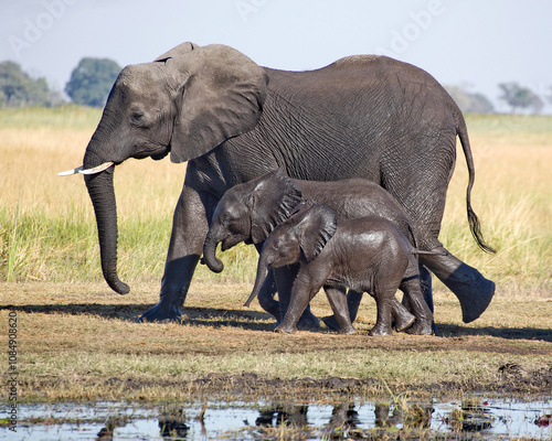 Elephant Family Nesting Dolls