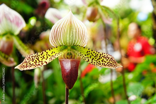 a close-up of a beautiful orchid flower. The flower has a unique shape with a pouch-like lip and a pointed dorsal sepal. The petals are a mix of white, green, and brown with dark spots.