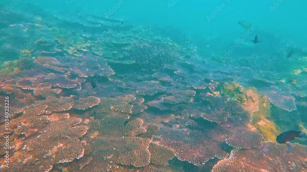 Coral reef tropical schools of fish in sunlight in the equatorial warm waters of the ocean, panoramic view. Coral reef tropical schools of fish in sunlight in the equatorial warm waters of the ocean, panoramic view.