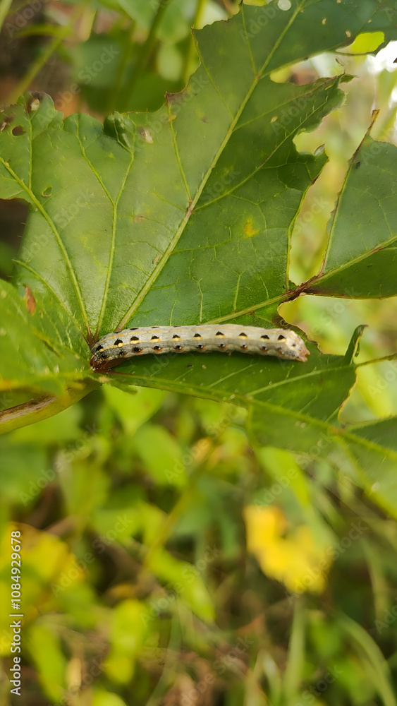 caterpillar on the green leaf with green leafy background caterpillar on the green leaf with green leafy background