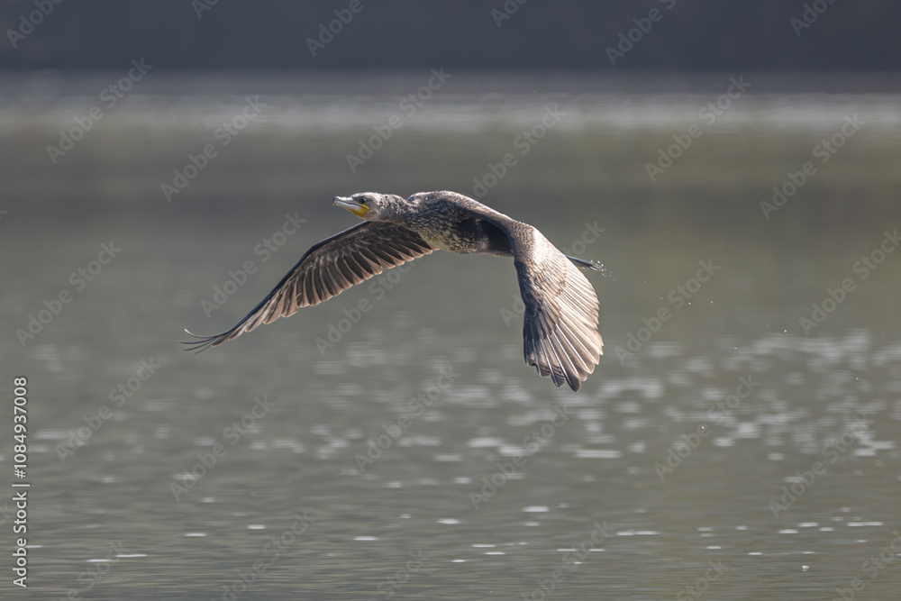 Fototapeta premium seagull flying in the sky