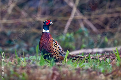 pheasant male in the grass
