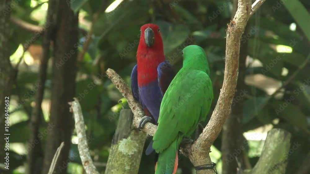 Eclectus Roratus or Maluku parrot relaxing on a plant branch Eclectus Roratus or Maluku parrot relaxing on a plant branch