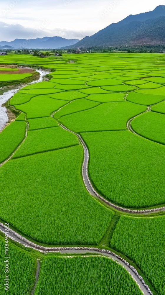 Fototapeta premium Lush Green Rice Terraces Scenic Asian Landscape Agriculture Farming