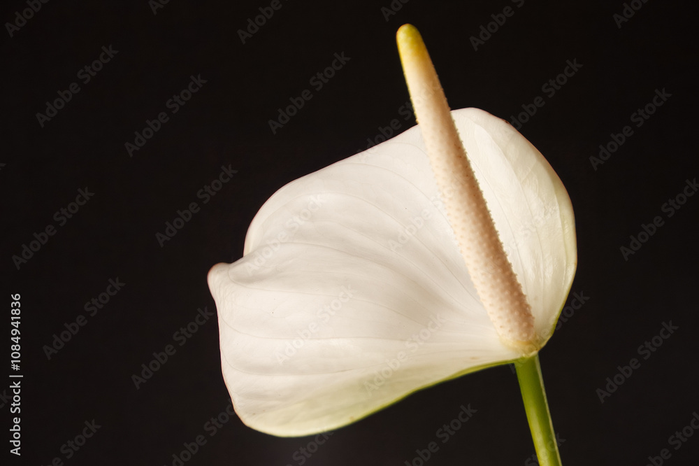 Jarro com o nome cientifico (Zantedeschia aethiopica). Planta ornamental captada com um fundo neutro preto. Jarro com o nome cientifico (Zantedeschia aethiopica). Planta ornamental captada com um fundo neutro preto.