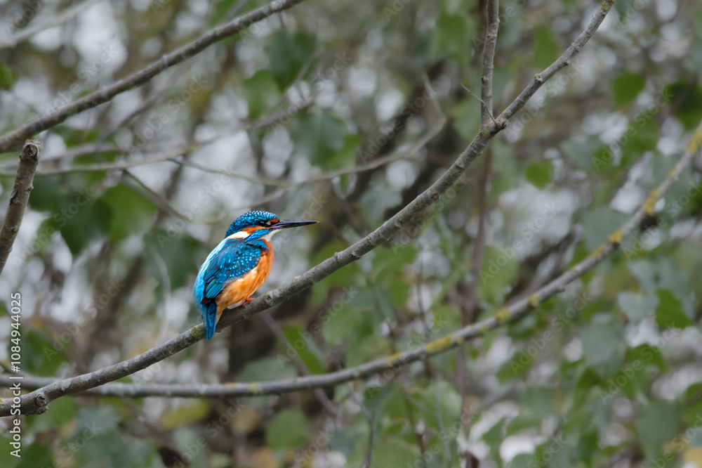 Kingfisher on a green tray by the water, Alcedo atthis Kingfisher on a green tray by the water, Alcedo atthis