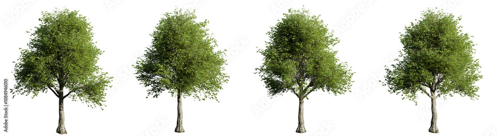 Four trees are shown in a row, each with a different size and shape on transparent background.3d rendering Four trees are shown in a row, each with a different size and shape on transparent background.3d rendering
