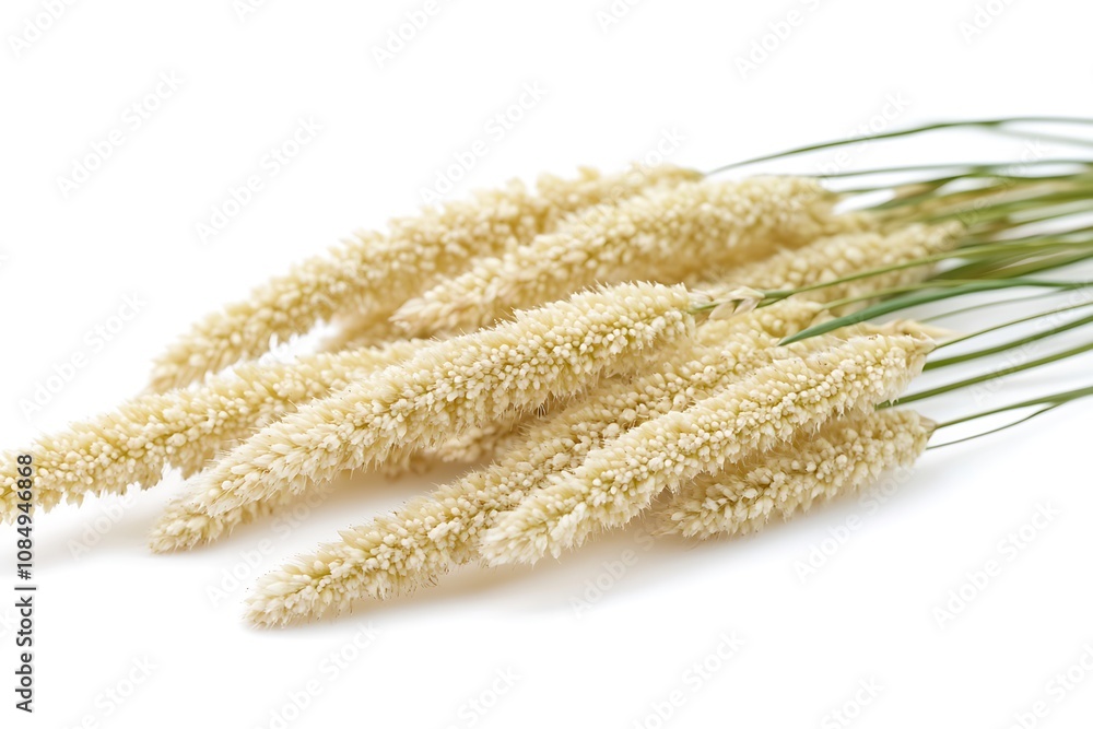 Foxtail Millet isolated on white background, close up Foxtail Millet isolated on white background, close up