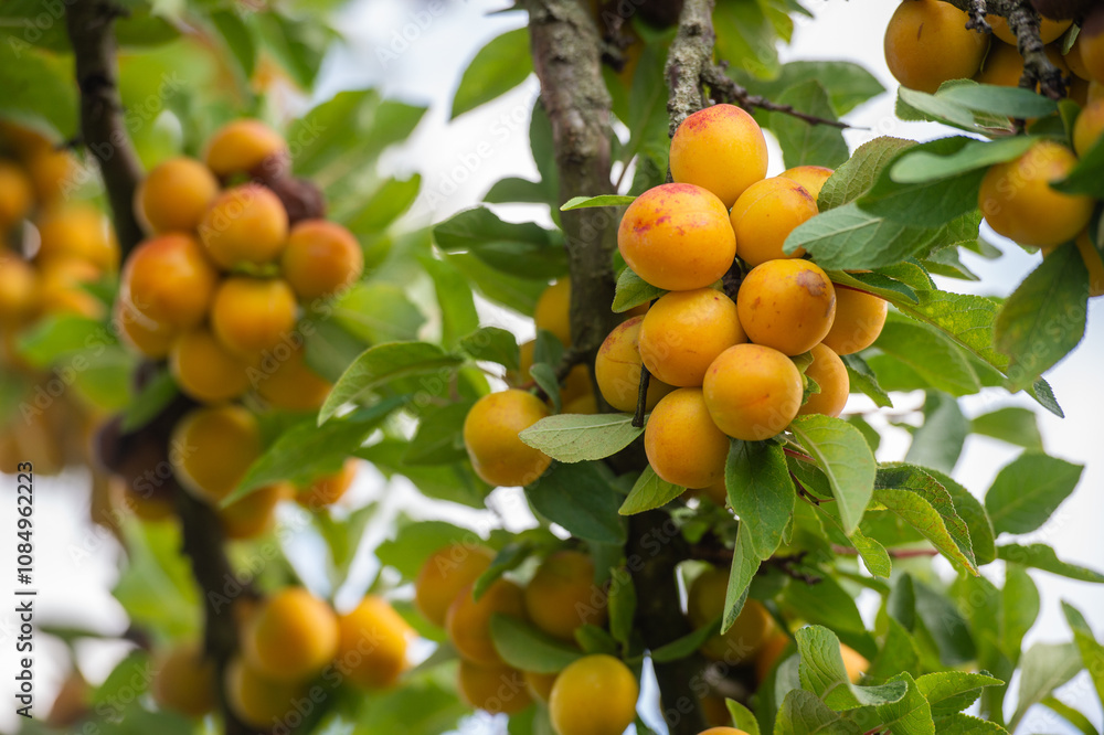 Les mirabelles de Lorraine , gros plan sur les fruits bien mûrs entre les feuilles dans un arbre, mirabelle est une espèce de prune bien jaune spécifique à la région , un produit du terroir. Les mirabelles de Lorraine , gros plan sur les fruits bien mûrs entre les feuilles dans un arbre, mirabelle est une espèce de prune bien jaune spécifique à la région , un produit du terroir.