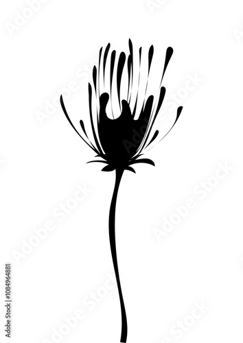 Blume