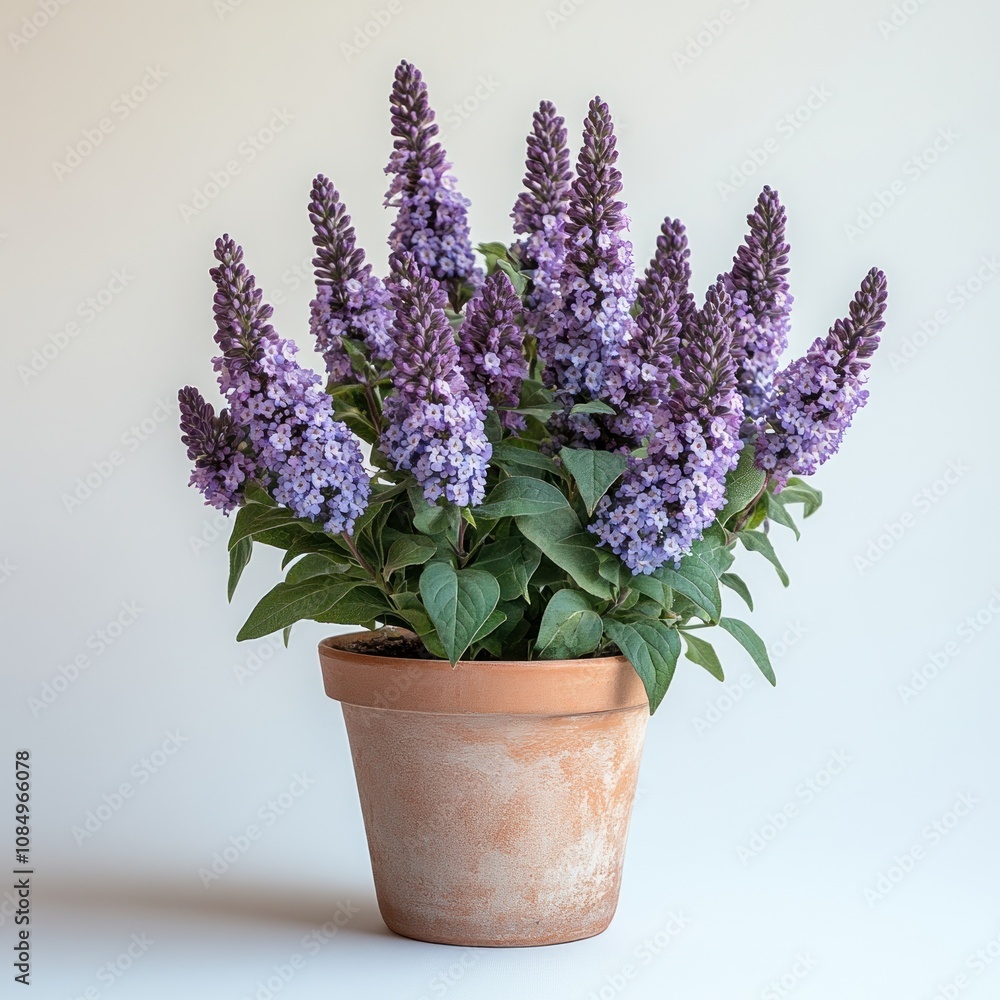 Potted lilac bush with purple flowers. Potted lilac bush with purple flowers.