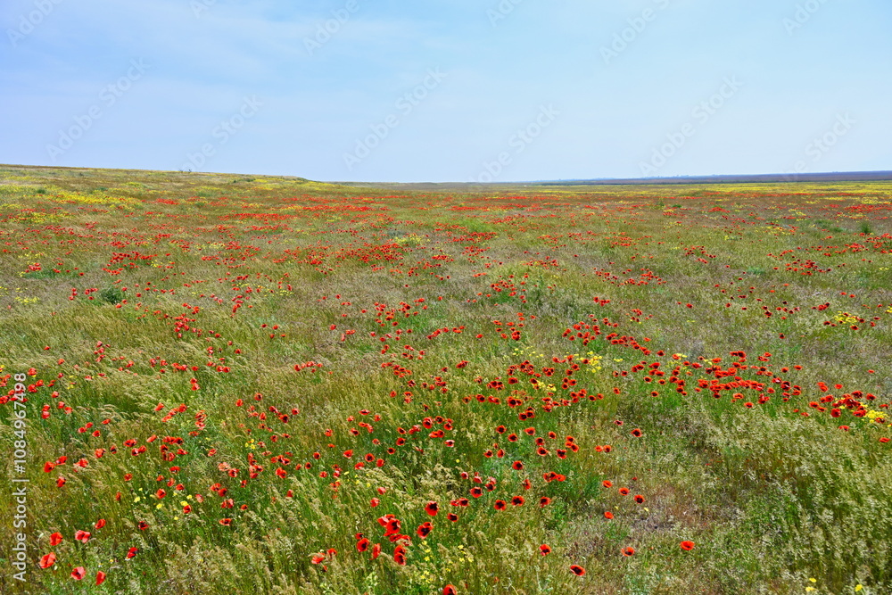 Beautiful landscape of a poppy field near Astrakhan Beautiful landscape of a poppy field near Astrakhan