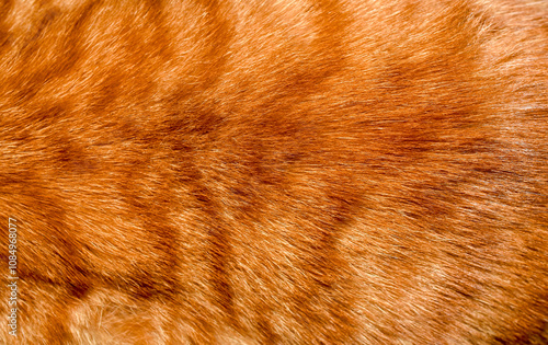 Orange fur